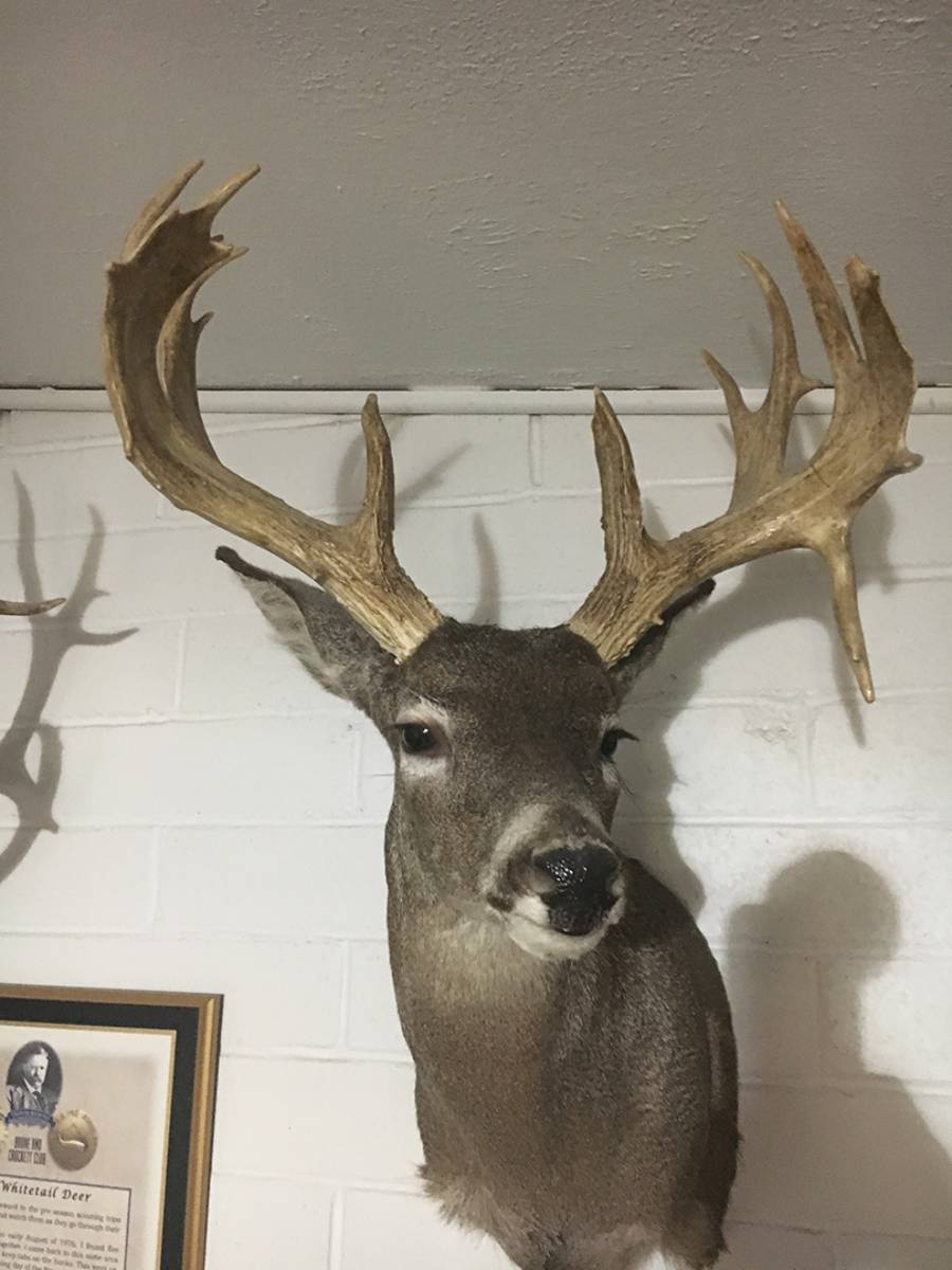Duwane’s personal best Coues’ whitetail is a 140-class buck taken when he was a young man. He believes there are quite a few bucks in the 140-inch range or bigger in southern Arizona, but they are tough to find and even tougher to shoot.